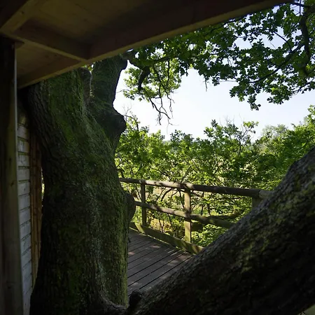 Les Noctam'bulles - Dans Les Arbres * Saint-Pierre-Azif